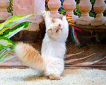 Кошки в Хотьково: Персидские котята  Девочка, 25 000 руб. - фото 8