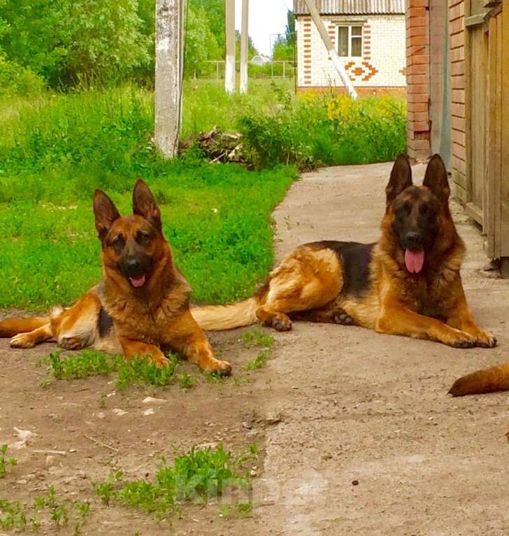 Собаки в Саранске: Щенки немцы, 10 000 руб. - фото 1