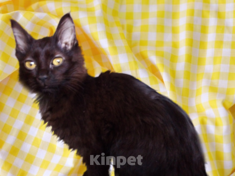 Кошки в Москве: 🧡  ( Персик )  –  Благодарный  и  спокойный  домашний  котёнок  –  в  заботливую  семью Мальчик, Бесплатно - фото 7