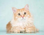 Кошки в Москве: Пушистый рыжий котенок Эфир в добрые руки Мальчик, 1 руб. - фото 3