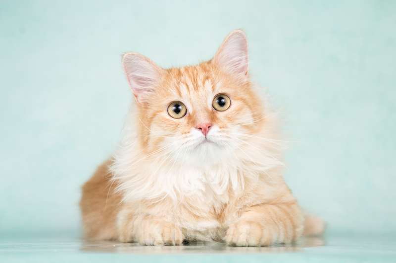 Кошки в Москве: Пушистый рыжий котенок Эфир в добрые руки Мальчик, 1 руб. - фото 3