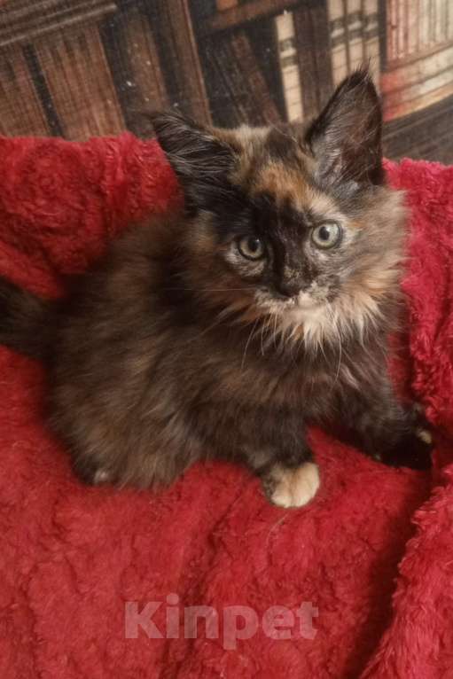 Кошки в Москве: пушистое счастье Мальчик, 20 000 руб. - фото 2