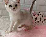 Кошки в Брянске: Снежная королева серебристая кошечка Девочка, 15 000 руб. - фото 3