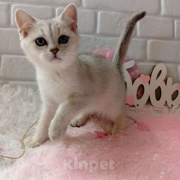 Кошки в Брянске: Снежная королева серебристая кошечка Девочка, 15 000 руб. - фото 3