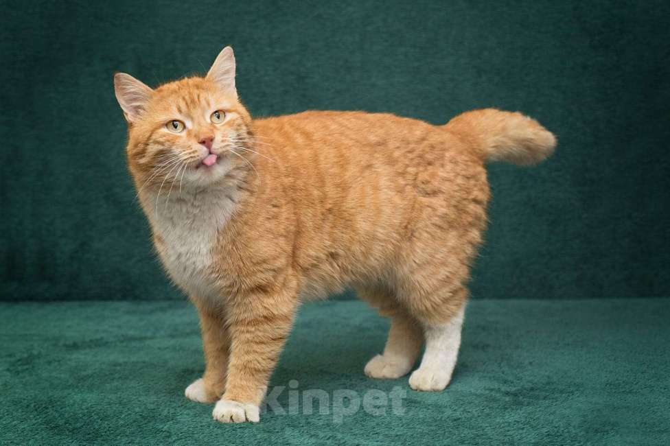 Кошки в Москве: Рыжий кот Хотэй, пять килограммов доброты  Мальчик, Бесплатно - фото 3