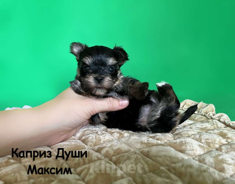 Собаки в Сосновом Бору: Мальчик йорктиз Максим ( документы НРКА) Мальчик, 37 000 руб. - фото 3