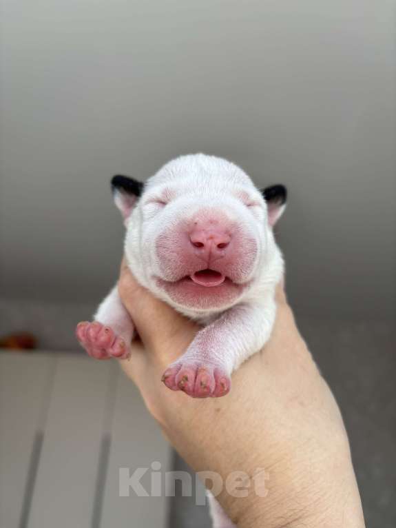 Собаки в Москве: Миниатюрный бультерьер Мальчик, 120 000 руб. - фото 3