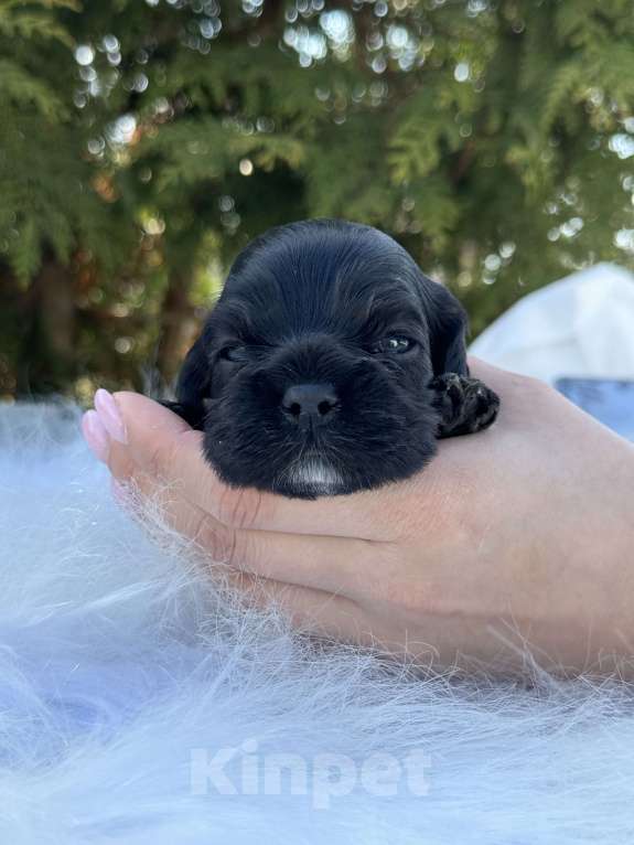 Собаки в Пскове: Американский Кокер Спаниель  Девочка, 30 000 руб. - фото 4