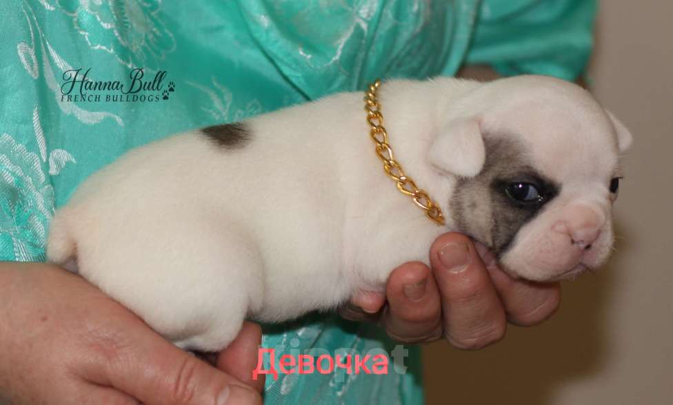 Собаки в Москве: Щенки французского бульдога от чемпионов Разнополые, 30 000 руб. - фото 10