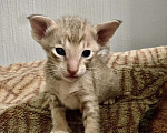 Кошки в Котельнике: Котята Ориенталы Девочка, 20 000 руб. - фото 4