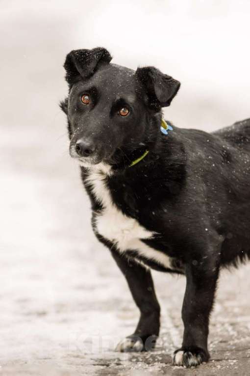 Собаки в Москве: В хорошие руки отдадим симпатягу парня по имени Шнырек! Мальчик, Бесплатно - фото 4