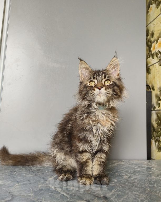 Кошки в Москве: Котёнок Мейн-кун Девочка Девочка, 50 000 руб. - фото 7