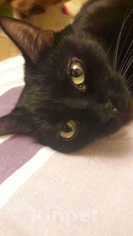 Кошки в других городах Тульской области: Отдам кошку в добрые руки Девочка, Бесплатно - фото 7