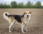 Собаки в Москве: Компанейская Лента ищет хозяина! Девочка, Бесплатно - фото 2