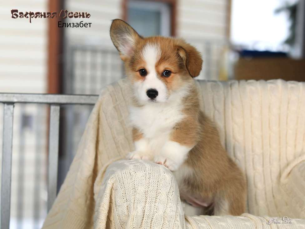 Собаки в других городах Московской области: Продается девочка вельш корги пемброк Девочка, 80 000 руб. - фото 2