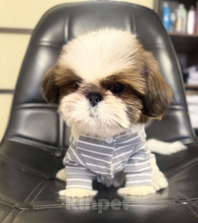 Собаки в Смоленске: Малыш мини ши тцу вязка Китай Мальчик, 100 000 руб. - фото 3