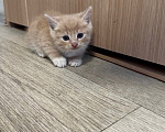 Кошки в Москве: Отдадим котят в добрые руки Девочка, 1 руб. - фото 2