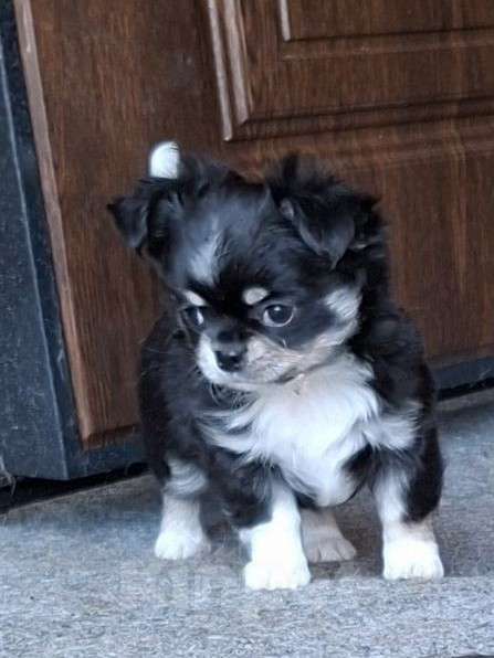 Собаки в других городах Калужской области: Девочка черный триколор Девочка, 65 000 руб. - фото 1