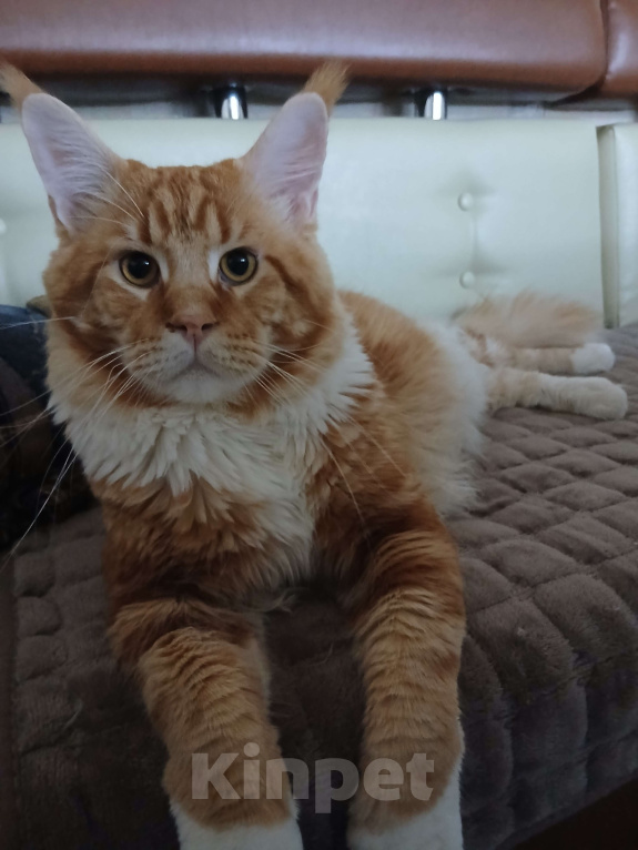Кошки в Новоалександровске: Чистокровные котята мейн-кун 🐾 Мальчик, 30 000 руб. - фото 6