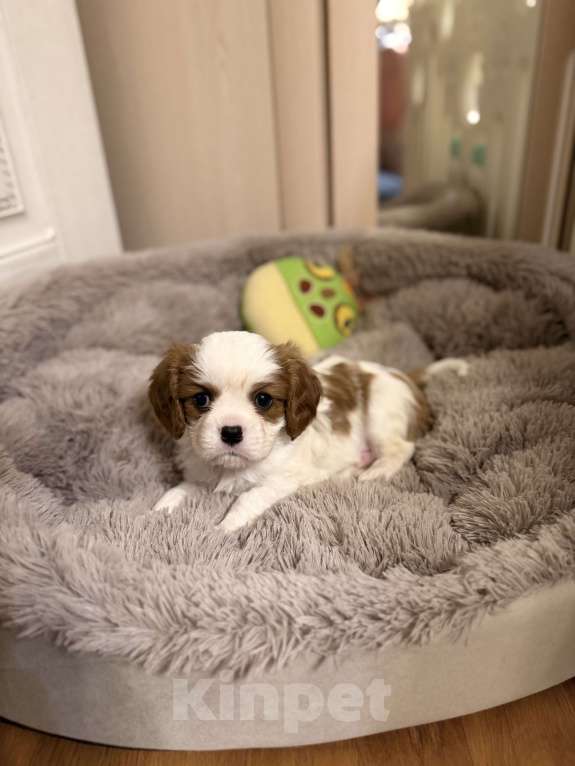 Собаки в Москве: Bernard Ola Estelar Мальчик, 85 000 руб. - фото 2