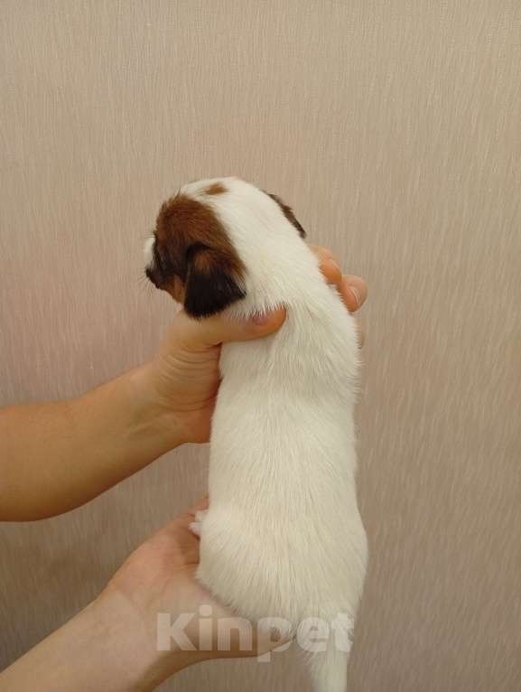 Собаки в Дмитрове: Мальчик Мальчик, 30 000 руб. - фото 2