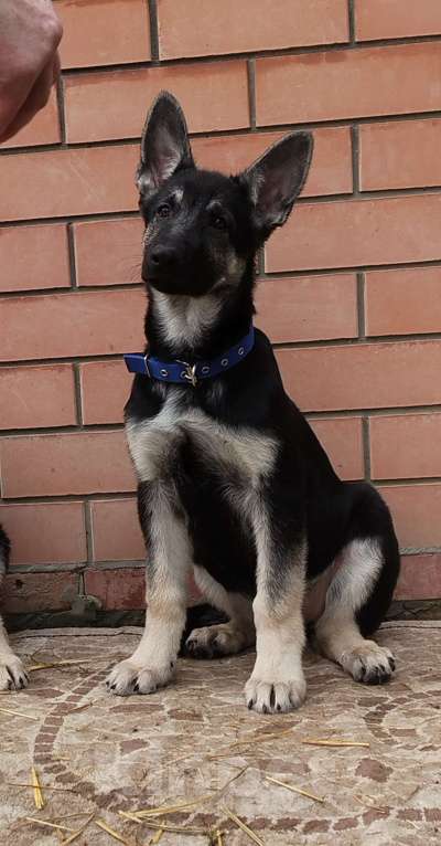 Собаки в других городах Краснодарского края: Щенок Восточноевропейской овчарки Девочка, 50 000 руб. - фото 2