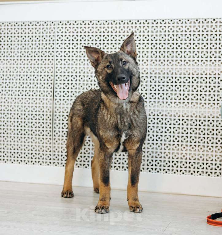 Собаки в Москве: Щенок бесплатно в Москве Девочка, Бесплатно - фото 4