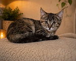 Кошки в Москве: Котенок Мия в добрые руки Девочка, Бесплатно - фото 1