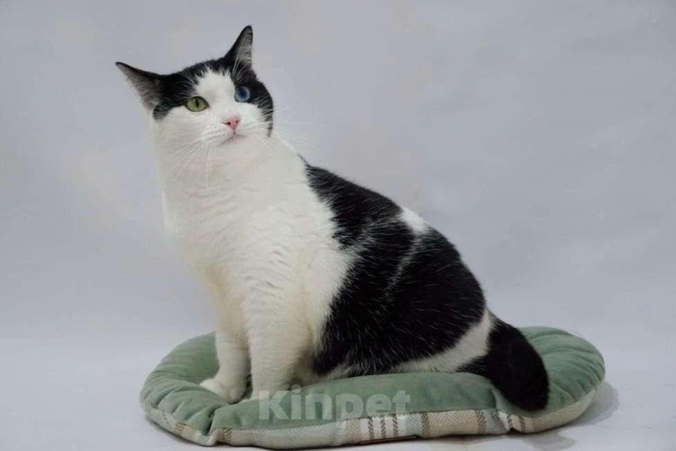 Кошки в Москве: Красивый разноглазый кот Хасико в добрые руки  Мальчик, Бесплатно - фото 4