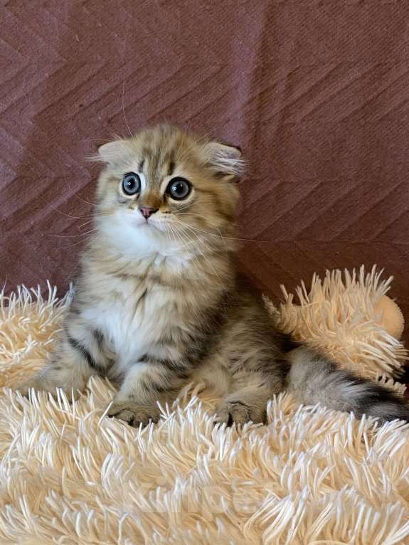 Кошки в Москве: Милаш Мальчик, 22 000 руб. - фото 3