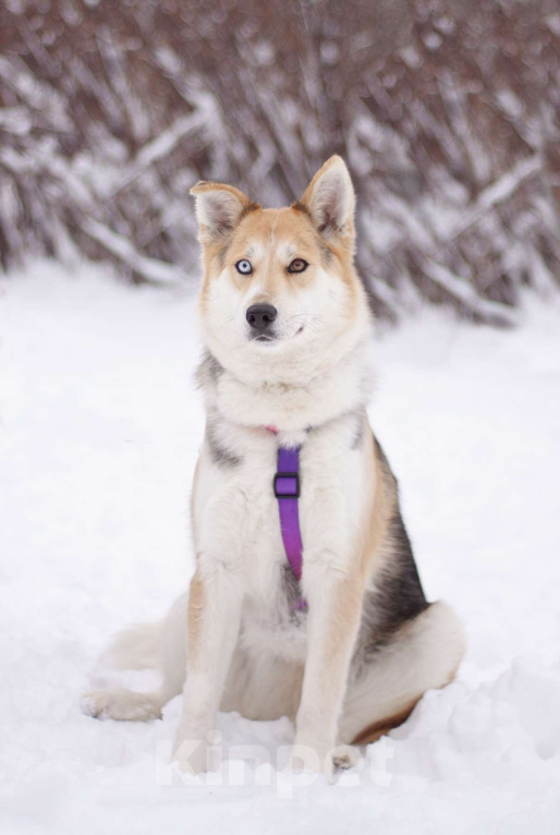 Собаки в Москве: Активная и дружелюбная Дейзи в добрые руки Девочка, Бесплатно - фото 5