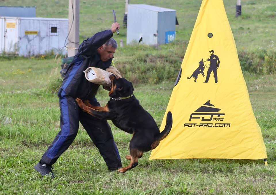 Собаки в Рязани: Щенки ротвейлерр Девочка, 50 000 руб. - фото 10