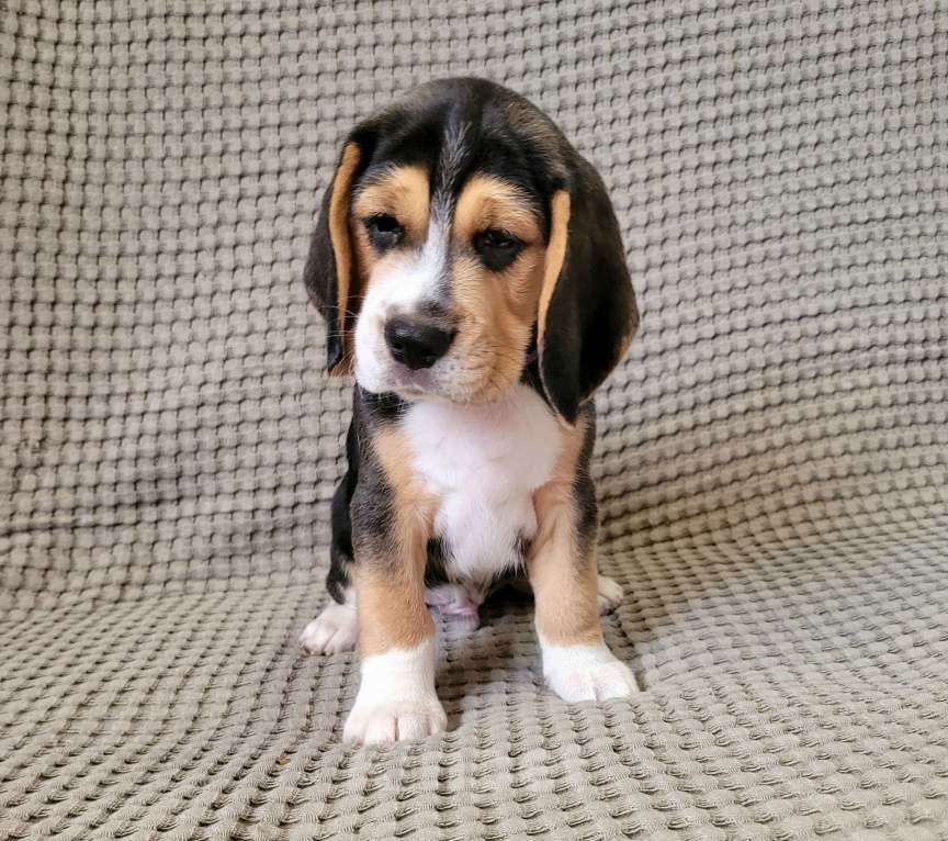 Собаки в Ростове-на-Дону: Щенки Бигля  Мальчик, 50 000 руб. - фото 4