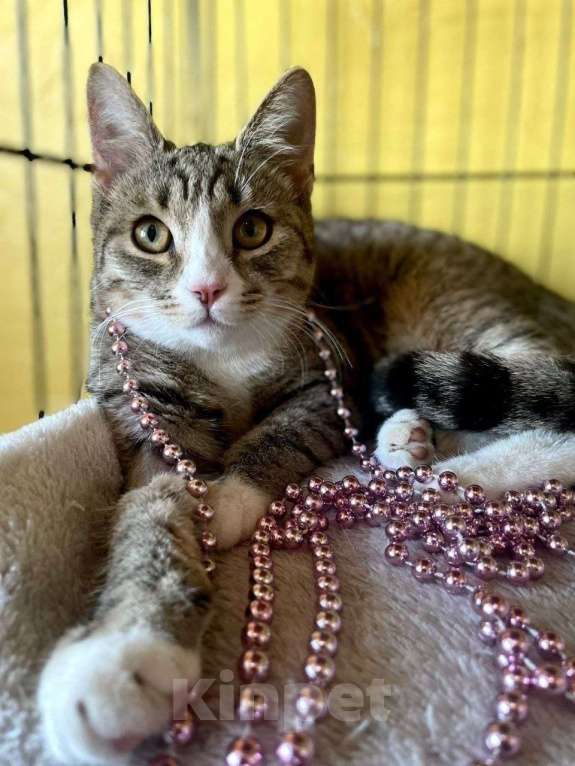 Кошки в Москве: Котегок Стрелка ищет дом Девочка, Бесплатно - фото 1