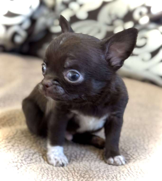 Собаки в Балашихе: Классный мальчишка чихуахуа  Мальчик, 30 000 руб. - фото 2