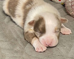 Собаки в Санкт-Петербурге: Щенки австралийской овчарки Мальчик, 120 000 руб. - фото 1
