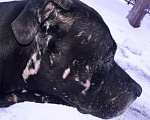Собаки в Самаре: Питбуль Вязка, 4 руб. - фото 4