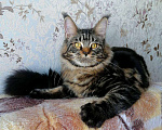 Кошки в Шадринске: Мейн-кун, 20 000 руб. - фото 2