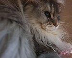 Кошки в Сельце: Высокосеребристая кошка мейн-кун 8 месяцев, 85 000 руб. - фото 3