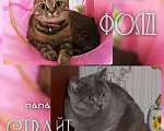Кошки в Моздоке: Котята, 6 000 руб. - фото 3