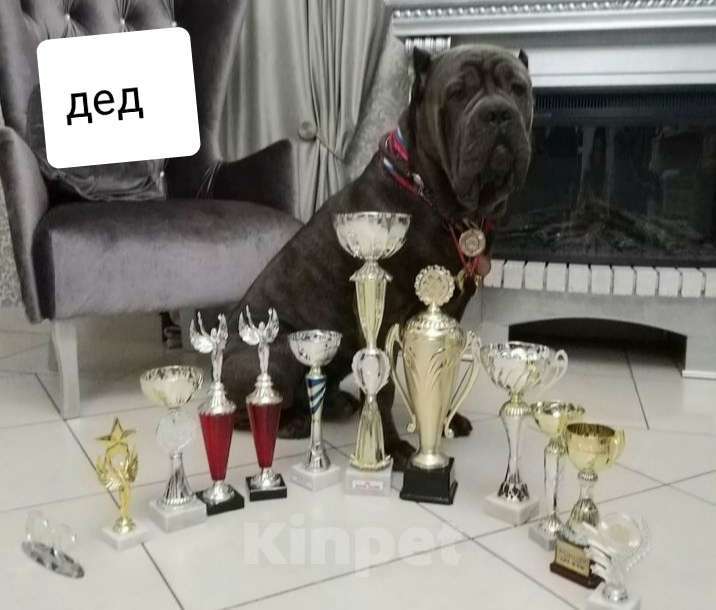 Собаки в Ростове-на-Дону: Щенки Кане Корсо (дети чемпионов) Мальчик, 60 000 руб. - фото 7