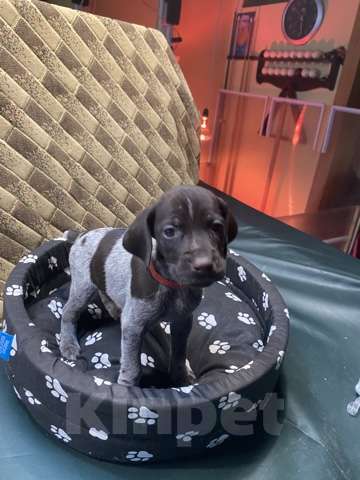 Собаки в Соли-Илецке: Продажа щенков . Мальчик, Бесплатно - фото 2