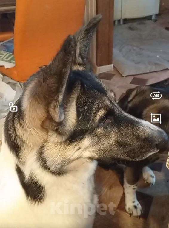 Собаки в Сергиеве Посаде: Аша якутенок Девочка, Бесплатно - фото 2