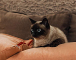 Кошки в Москве: Тайская кошка Сима в добрые руки Девочка, Бесплатно - фото 3
