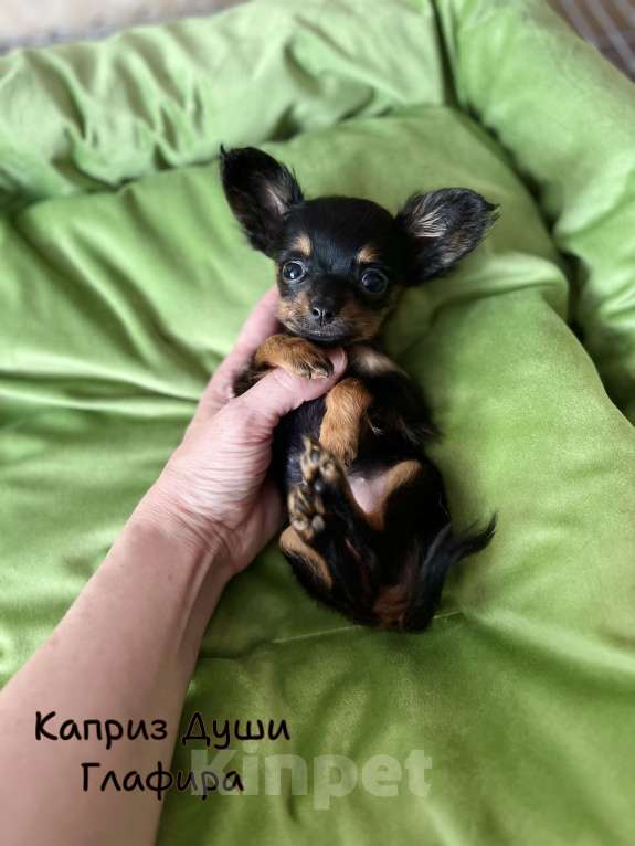 Собаки в Сосновом Бору: Микро девочка Глаша Девочка, 70 000 руб. - фото 3