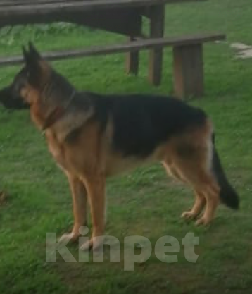 Собаки в других городах Московской области: Щенки немецкой овчарки Девочка, 17 000 руб. - фото 2