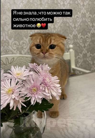 Кошки в Махачкале: потерялась кошка Девочка, 1 000 руб. - фото 8