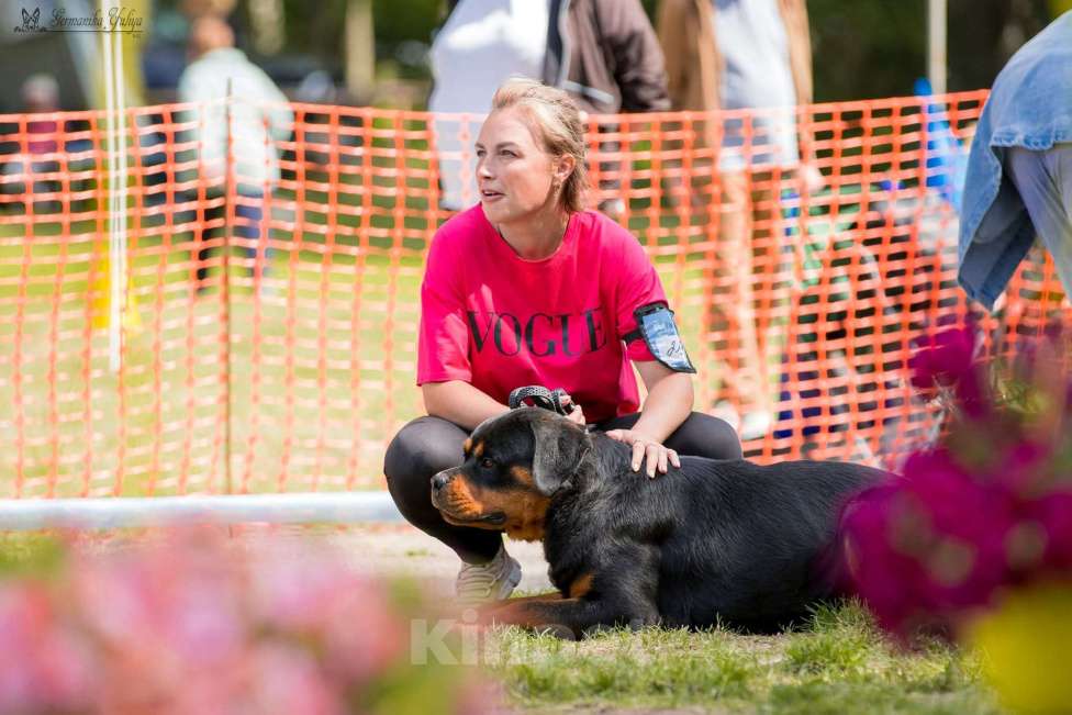Собаки в Рязани: Щенки ротвейлерр Девочка, 50 000 руб. - фото 6