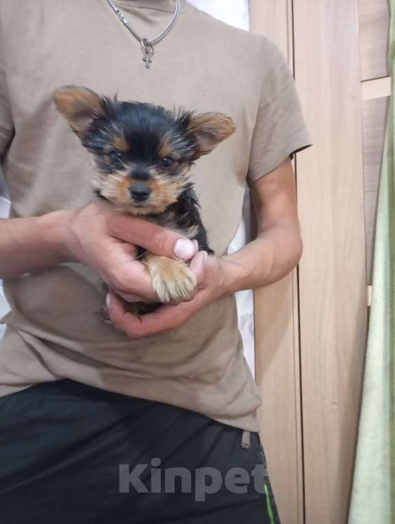 Собаки в Улане-Удэ: Продам щенка йорка девочку  Девочка, 30 000 руб. - фото 2