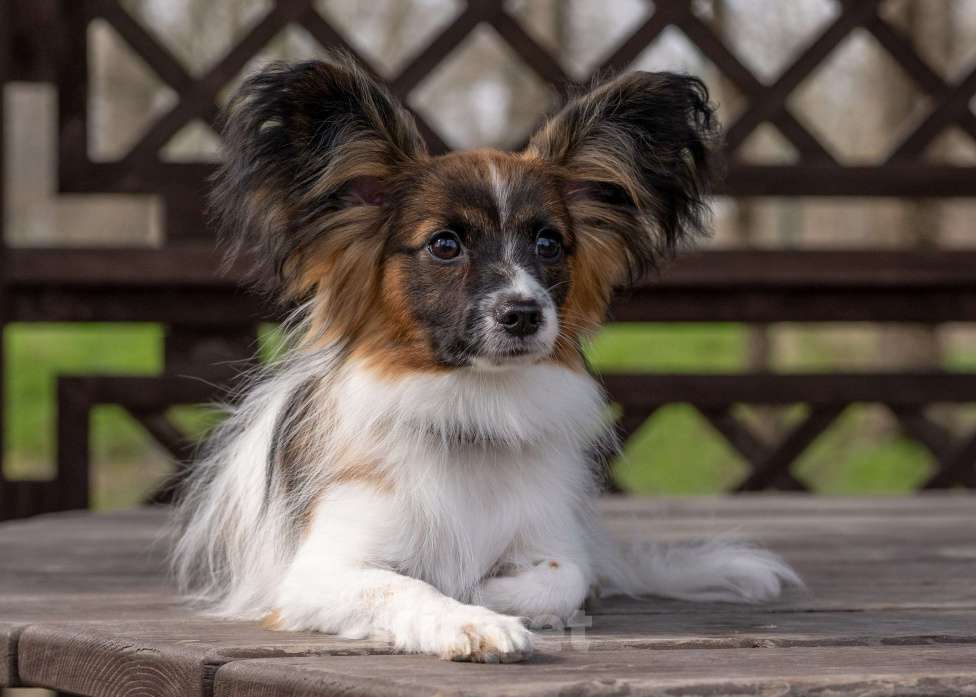 Собаки в Новороссийске: Продам щенка папийона (папильона) Мальчик, 40 000 руб. - фото 4